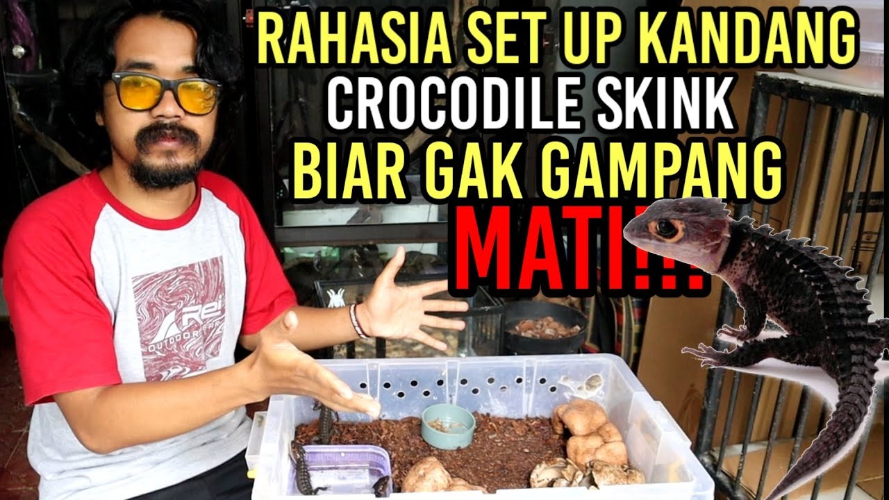 CARE SHEET CROCODILE SKINK | Tribolonotus gracilis | Kadal Duri | Set Up