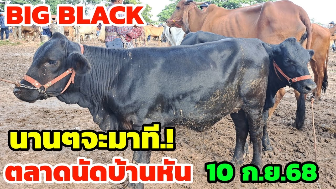 ราคาวัววันนี้‼️10 ก.ย.68 ตลาดนัดบ้านหัน วัวงามน่าเลี้ยง ของดีสายเนื้อพัฒนาแบบนี้นานๆจะมาทีรีบมาชมเลย