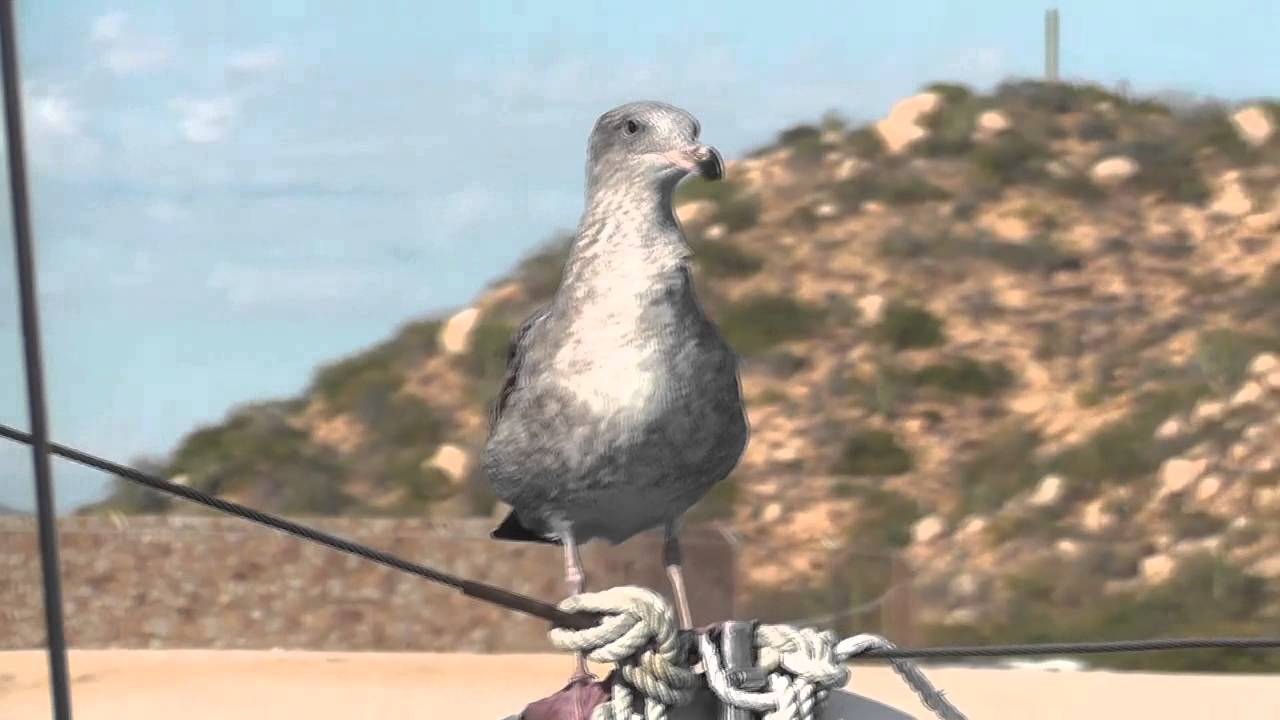 Seagull Close Up Perched On Boat Land Background