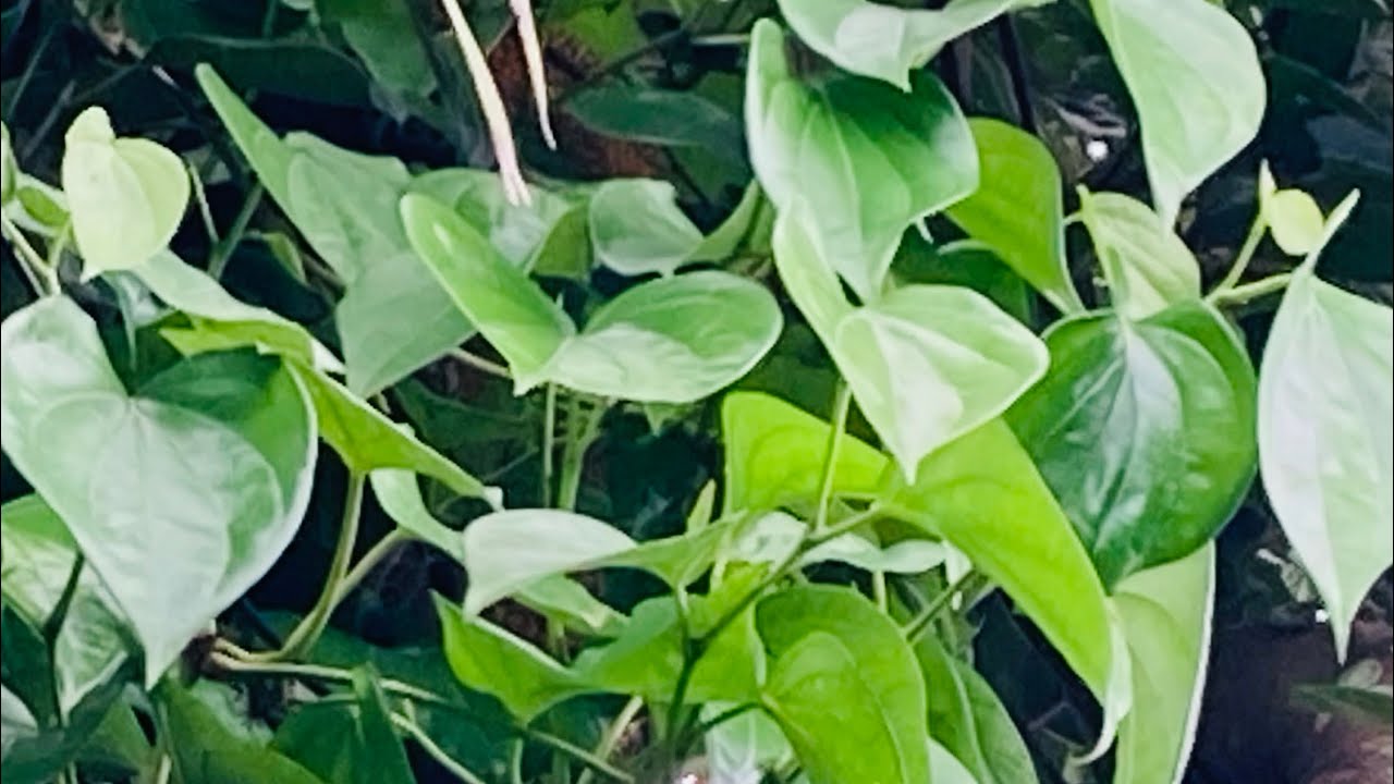 വെറ്റില കൃഷി,ഉപയോഗം,ആചാരം,വിശ്വാസം,ഓർമ്മകൾ #betelleaf #വെറ്റില