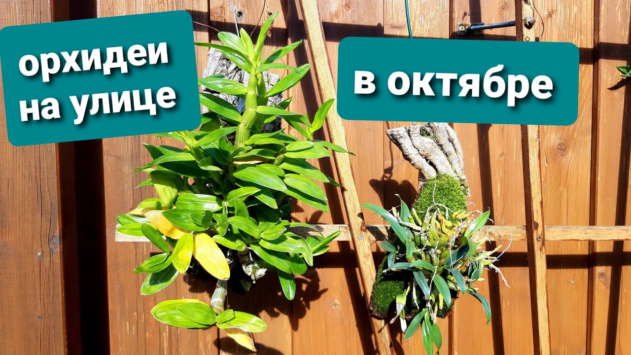 Про ОРХИДЕИ на улице, температура, полив. Ответы на вопросы