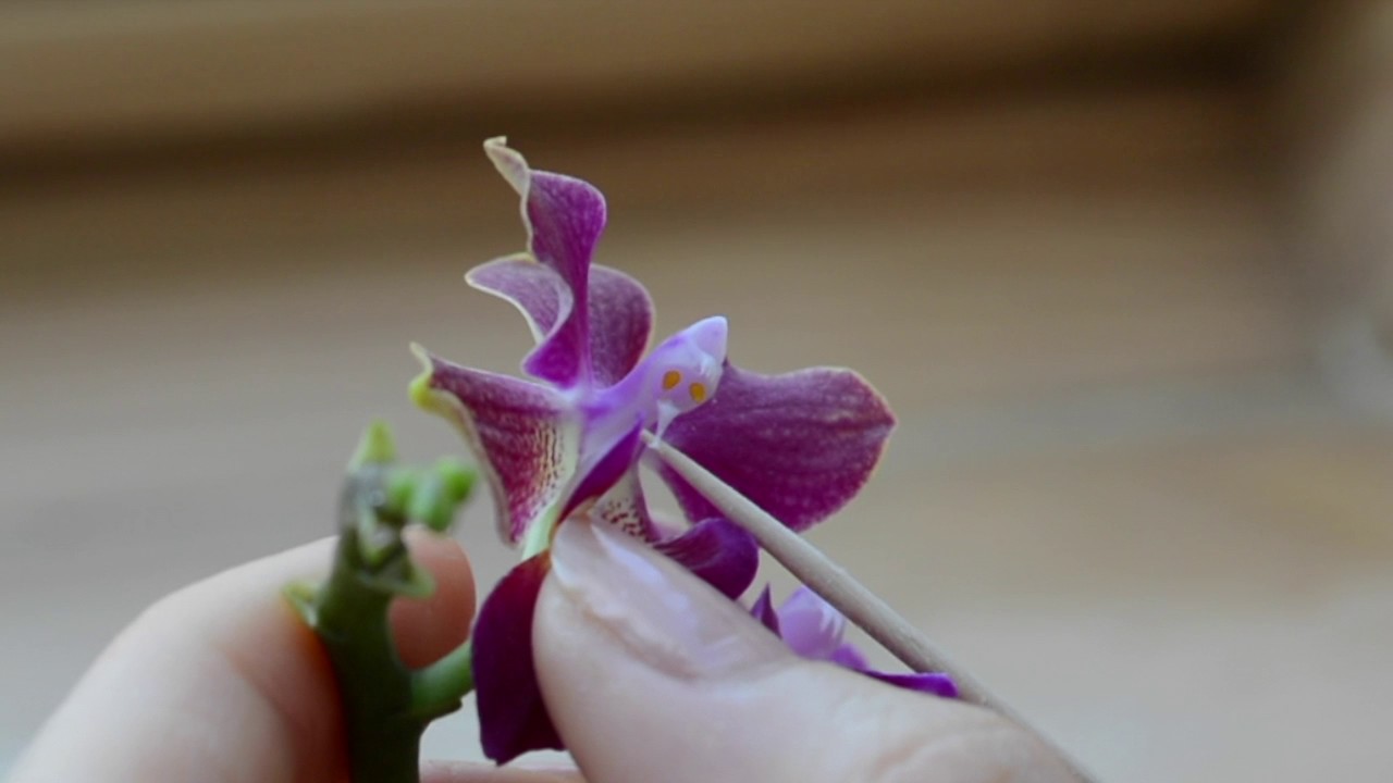 Orchideen vermehren - best&auml;uben und Samen gewinnen (zum Z&uuml;chten)