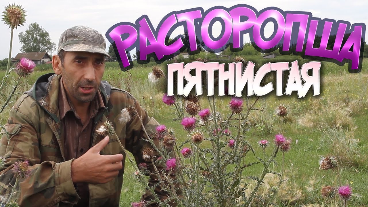 Расторопша лучшее лекарство для печени