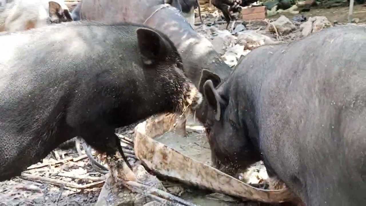 Good eating of wild pig animal..