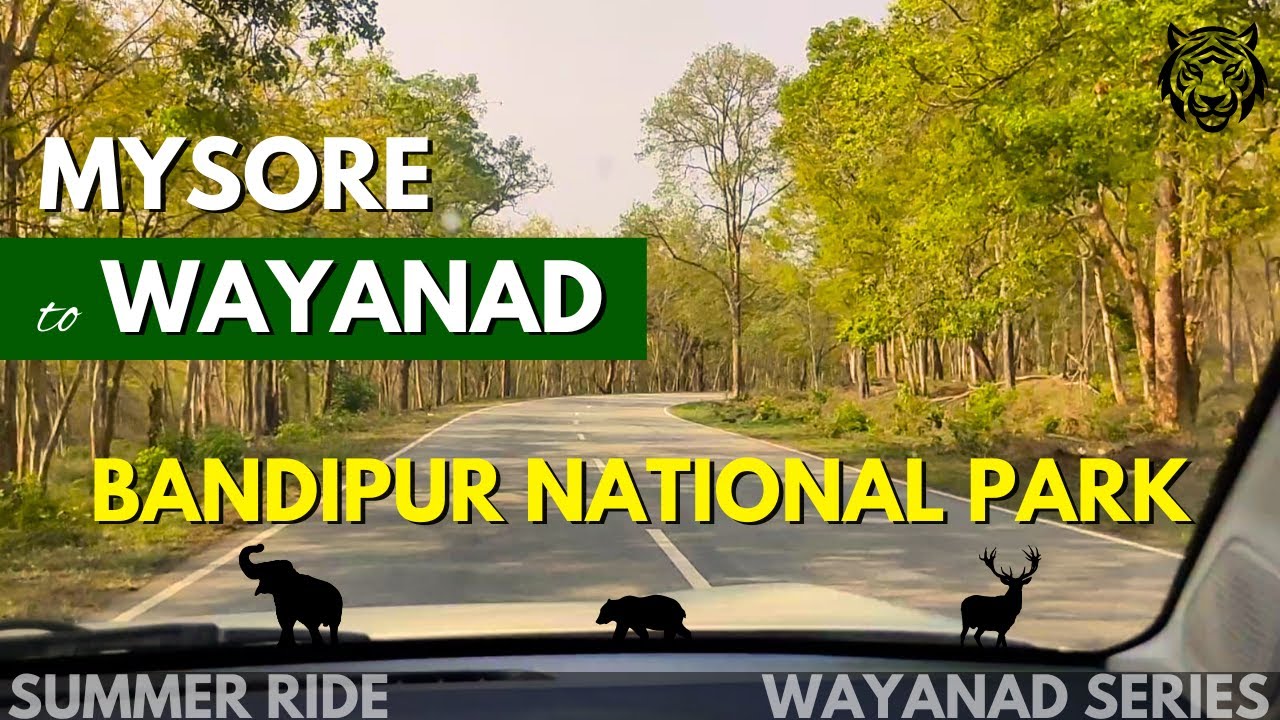 Mysore to Wayanad via Bandipur National Park 🐘 in Tata Punch 🚘| Summer 🌞 Ride | Wayanad Series 🌴
