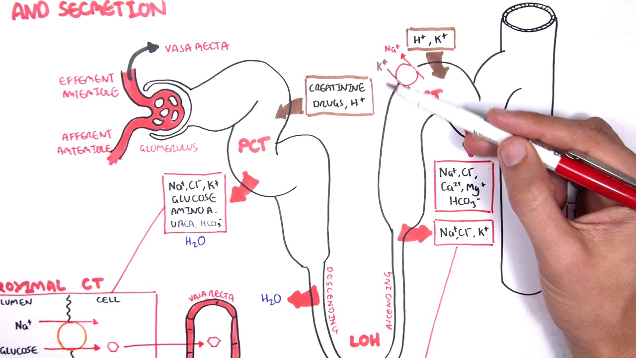 Nephrology - Physiology Reabsorption and Secretion