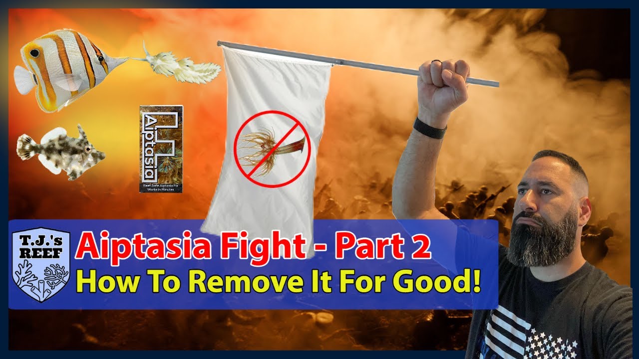 Aiptasia Fight Part 2 - Eliminating Reef Pest And Removing It For Good!