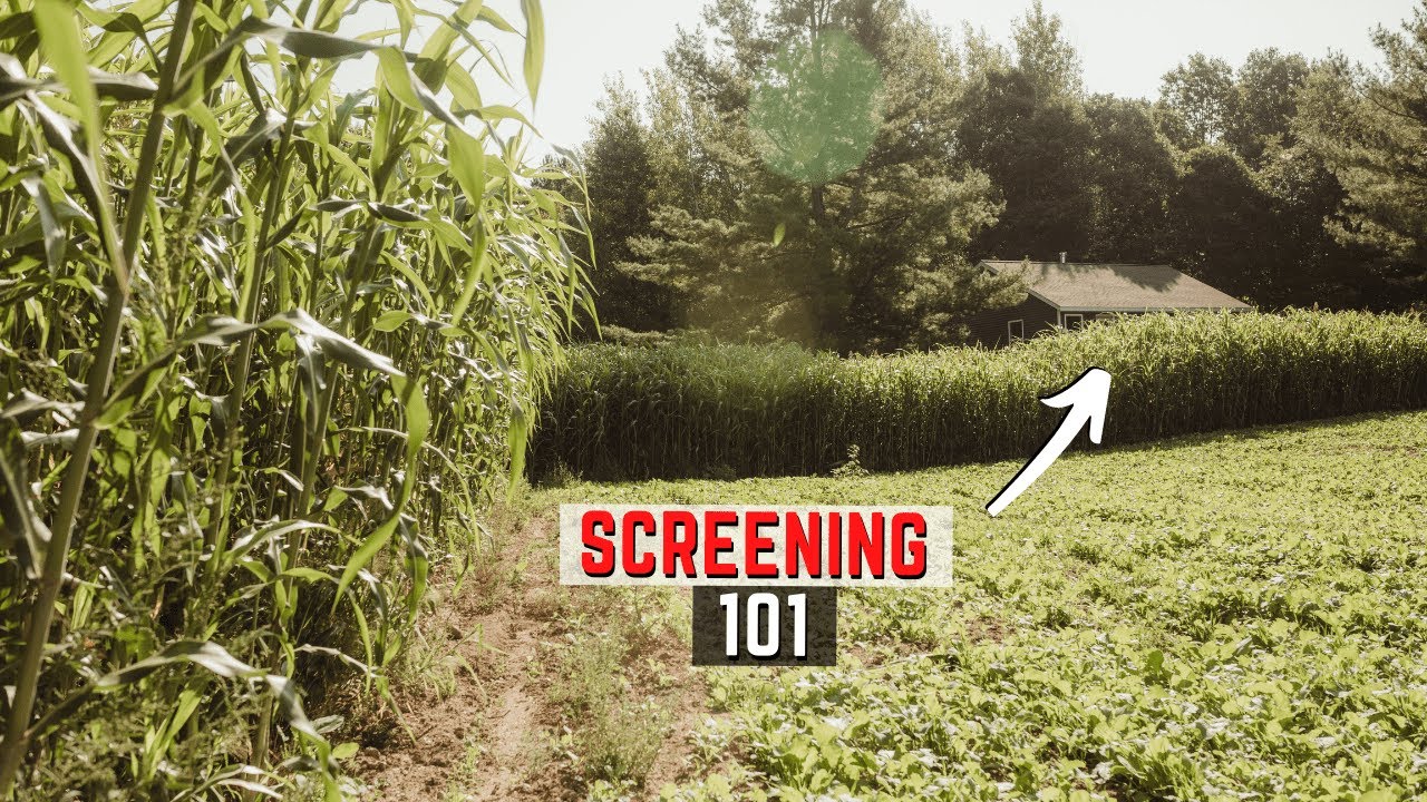 Why To Screen Your Whitetail Parcel - And How
