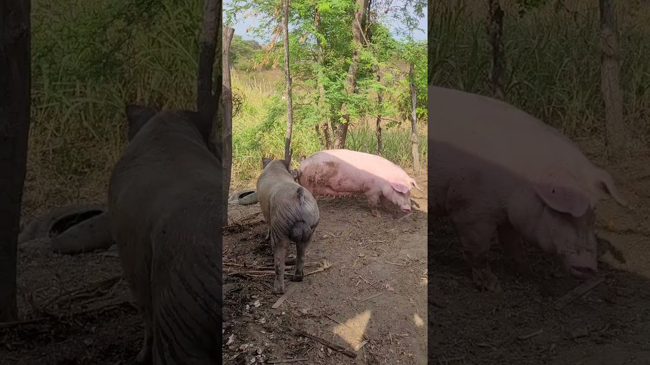 Levando a porca para o Barão 