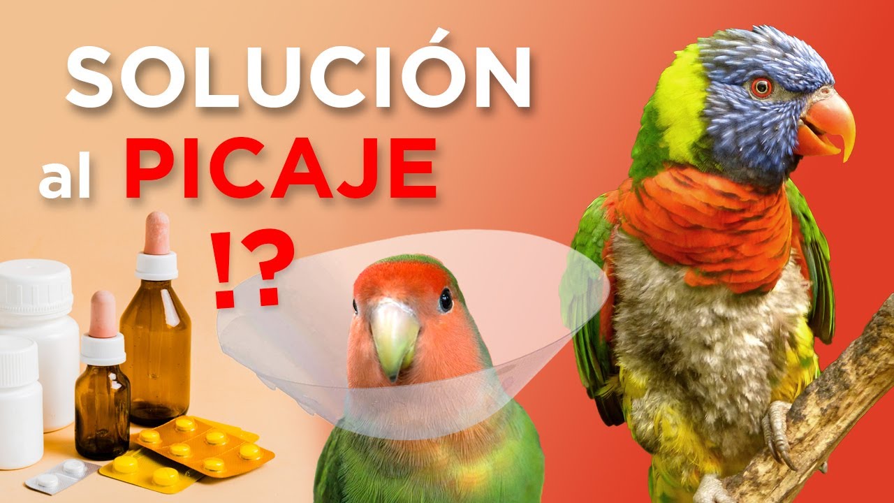 Qué hacer (y que NO hacer) si tu lorito se arranca las plumas ~ Eliminar el PICAJE ⚠️ (parte 2 de 2)
