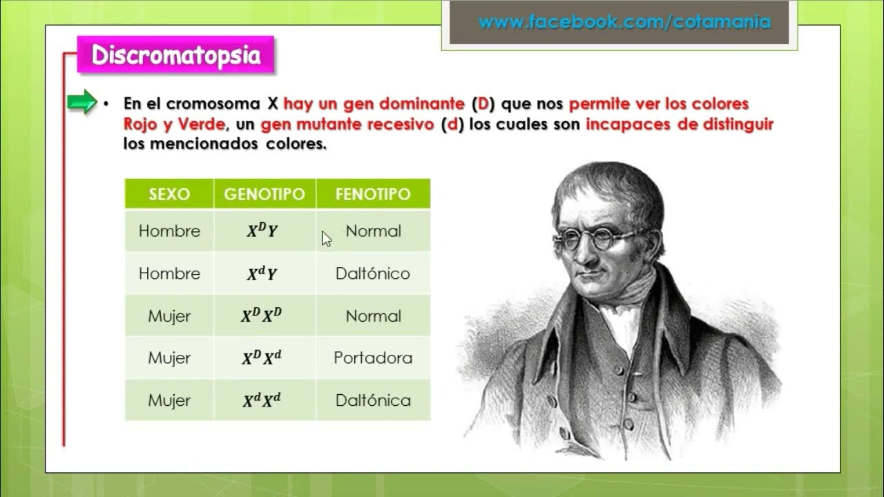GENÉTICA   Herencia del Sexo - Cotamania