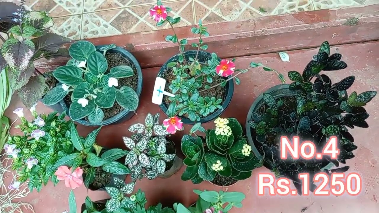 24 sale # 1250/= only,package # 🥰🥰❤️