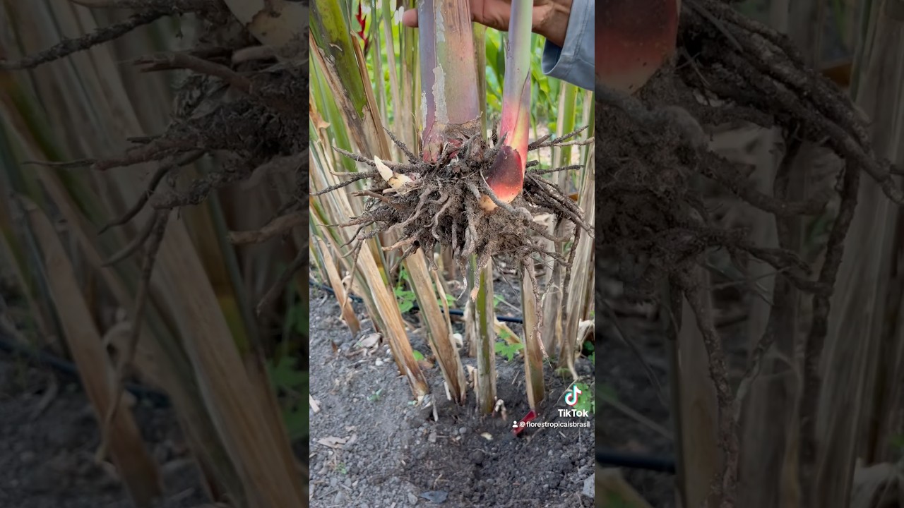 Colheita de rizoma #florestropicais #heliconia #bihai #plantas #jardim #flores #plants
