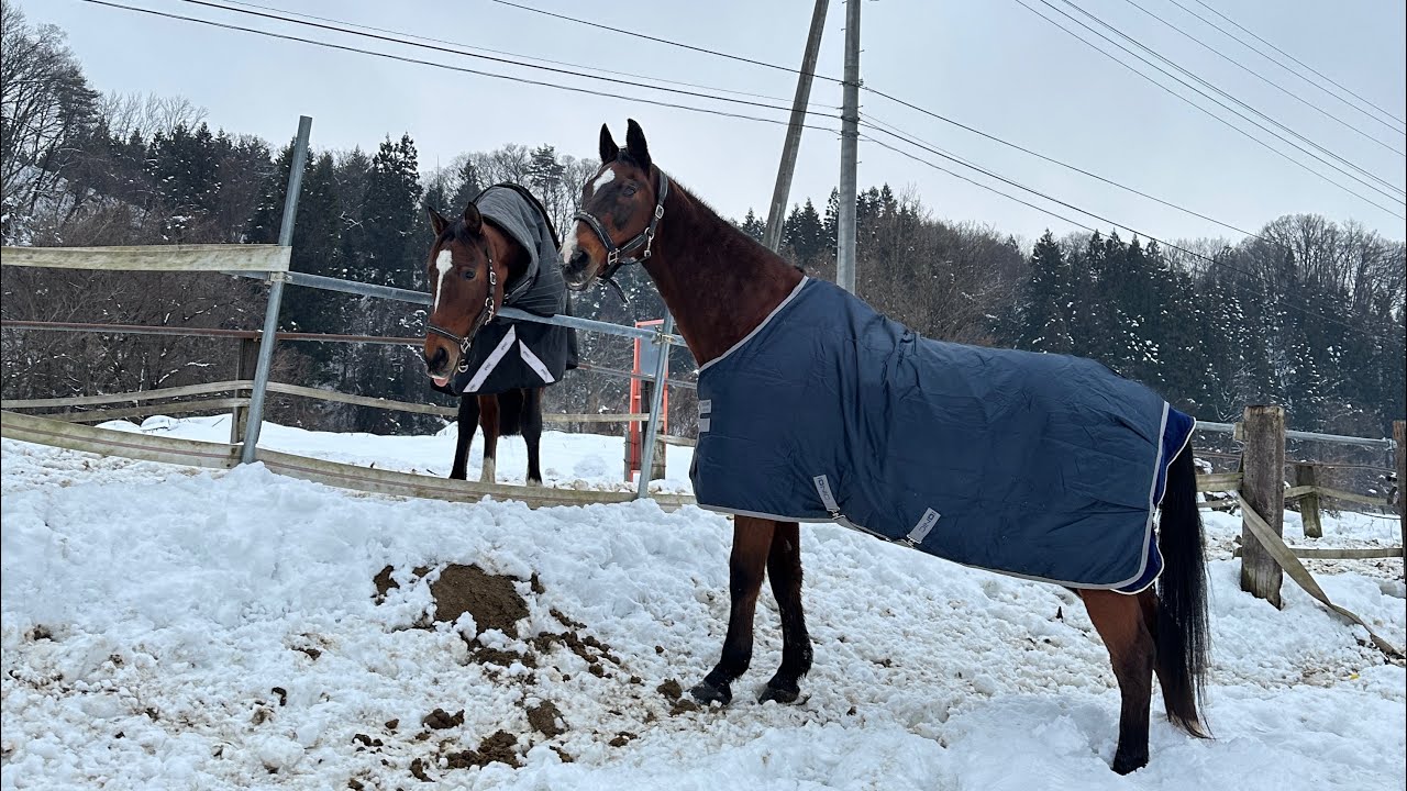 (スーパーホースに聞いてみた)心の中で馬に話しかけたら、馬には伝わりますか？ #サチモ #ゴントラン #引退競走馬 