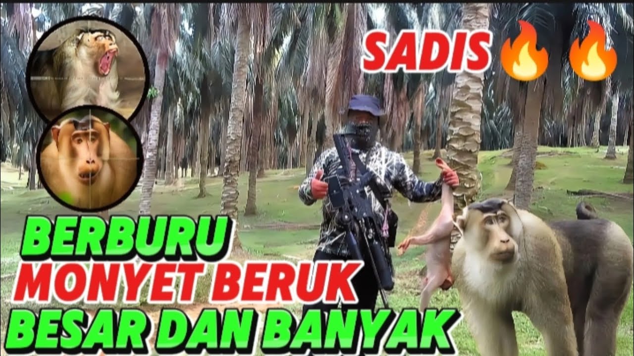 BERBURU BERUK, MONYET BERUK PERUSAK SAWIT MILIK WARGA,