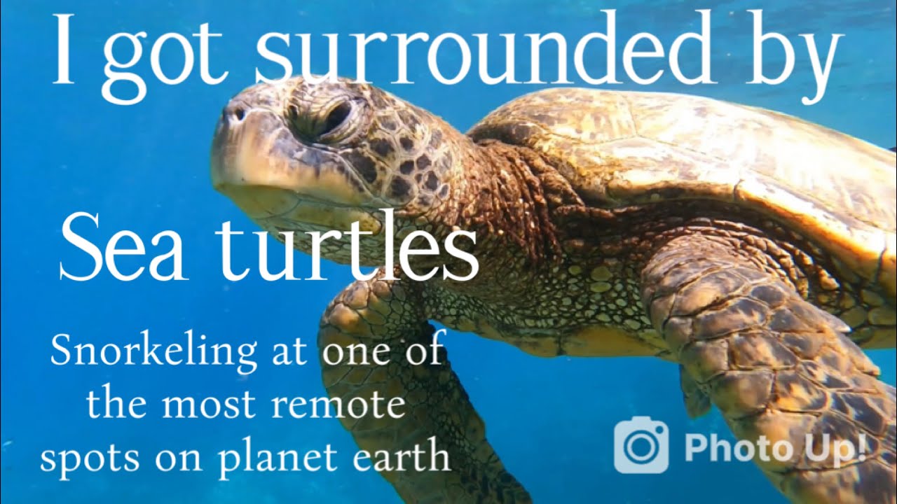 Wow! I got surrounded by Sea turtles!!! 