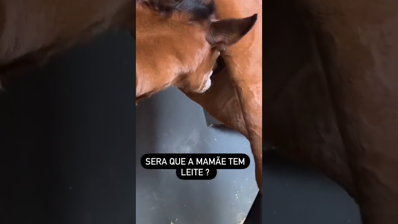 Égua amamentando seu potrinho.