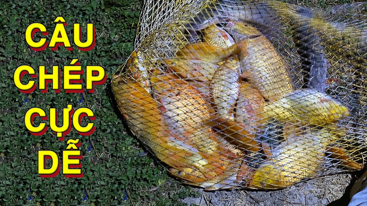 CÂU CÁ CHÉP CỰC DỄ VỚI BÀI MỒI LẠ | CÂU CÁ CÒN ĐƯỢC CHỦ HỒ TRẢ TIỀN | CARP BAIT