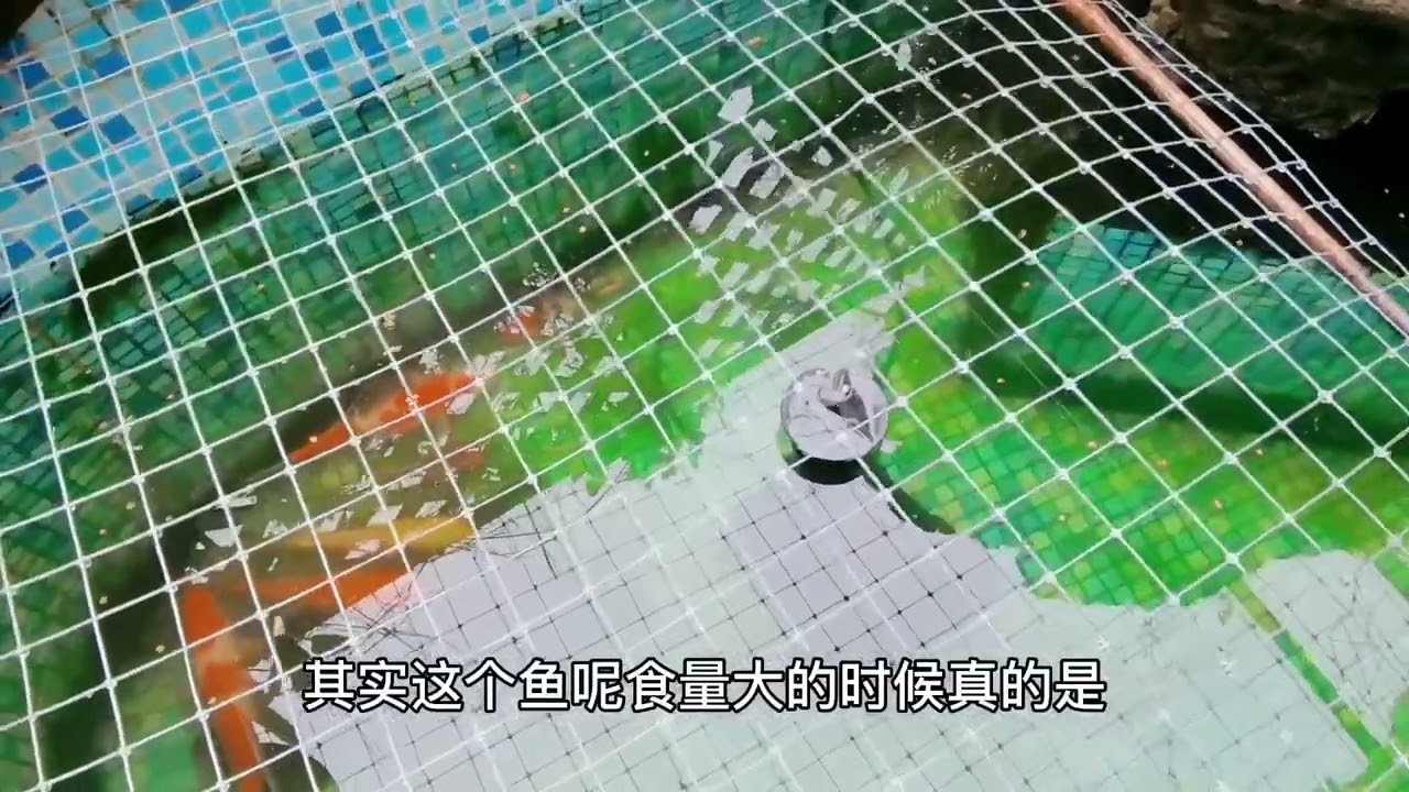 买1000块钱锦鲤被野猫偷吃，又买8条养得不错，看怎样防猫