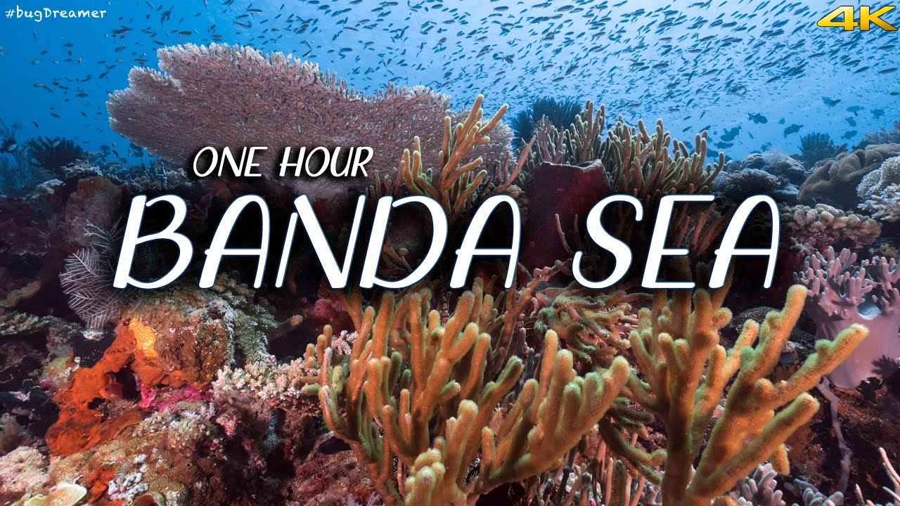 BANDA SEA | 1 HOUR Deep Relaxation Dive, Underwater Cinematic, Meditation, Sleeping (Trilogy Part 2)