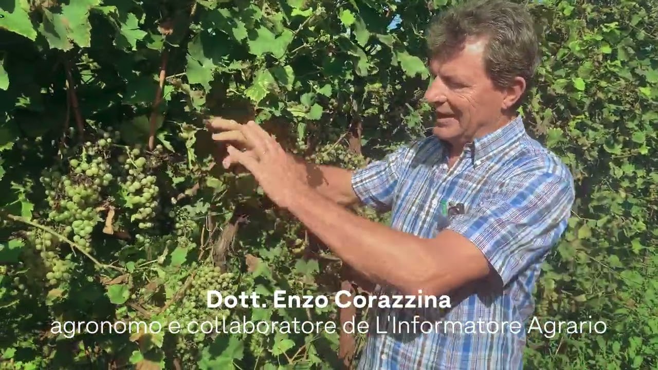 Come potare la vite dopo la grandine? 2ª modalità: potatura radicale a 1 o 2 gemme