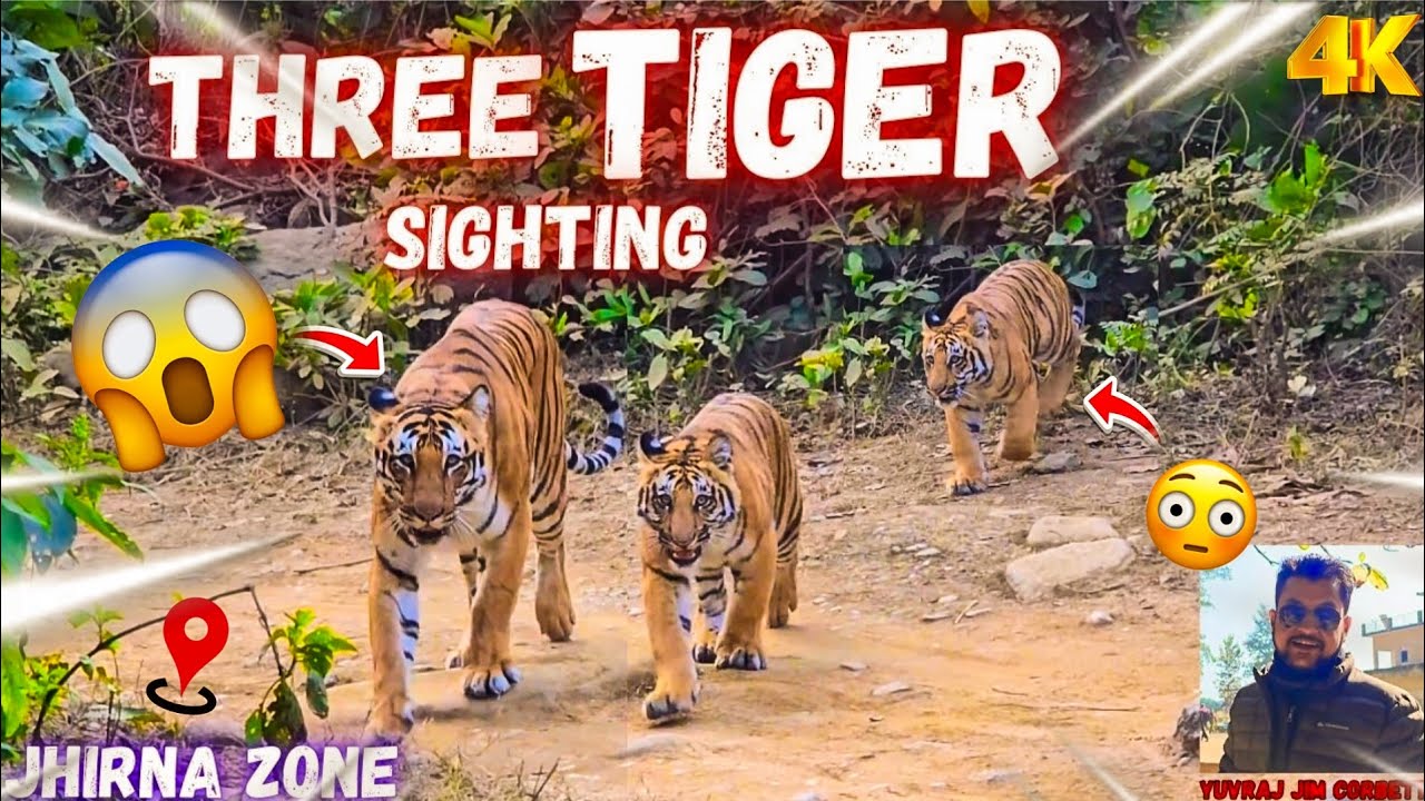 Teen Tiger Ek Frame Mein! 😱 Ultimate Jungle Moment 🤩 #yuvrajjimcorbett 