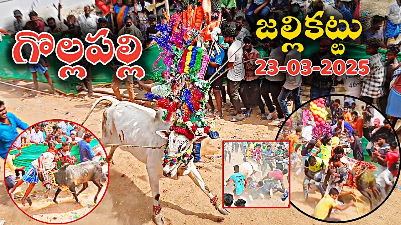 గొల్లపల్లి జల్లికట్టు 🔥 Gollapalli Jallikattu 🤩 | 23-03-2025 | Telugu Jallikattu 2025 😱