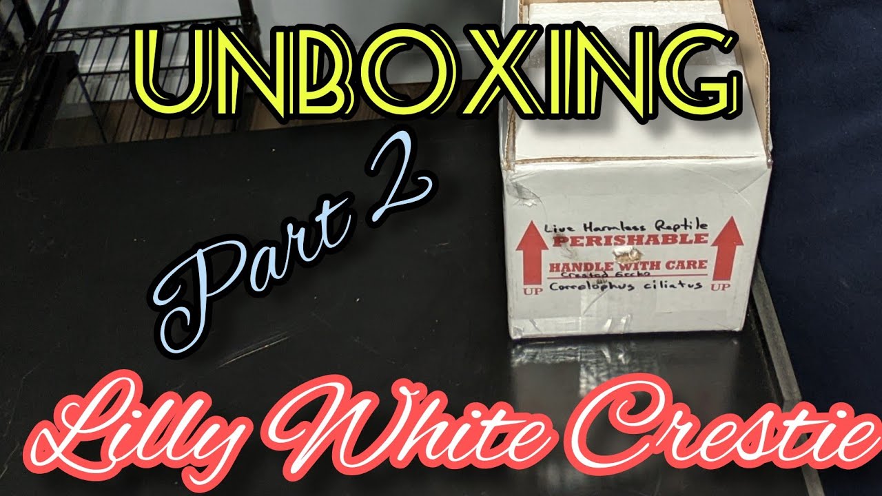 Unboxing of... Red Lilly White Crested Gecko!!!
