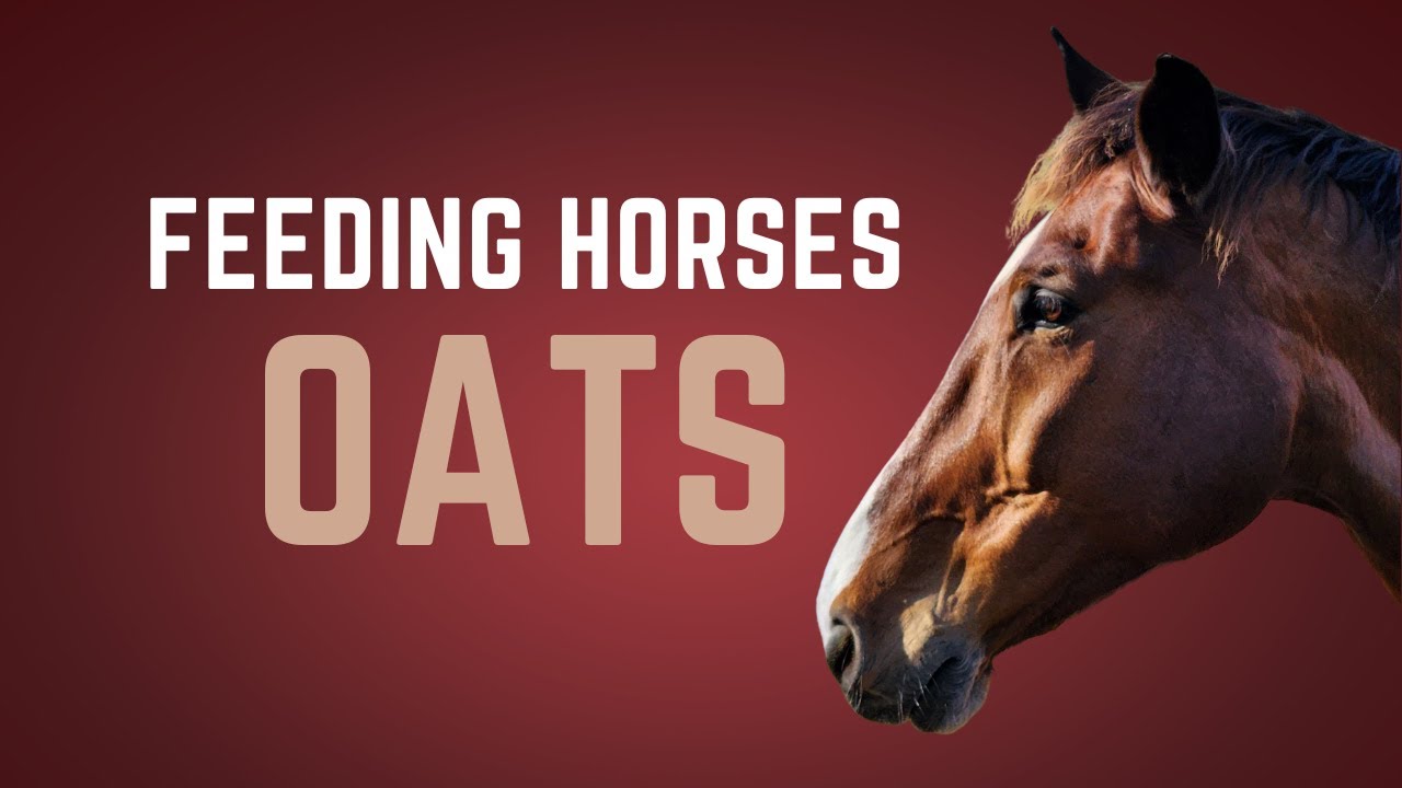 Feeding Oats to Horses