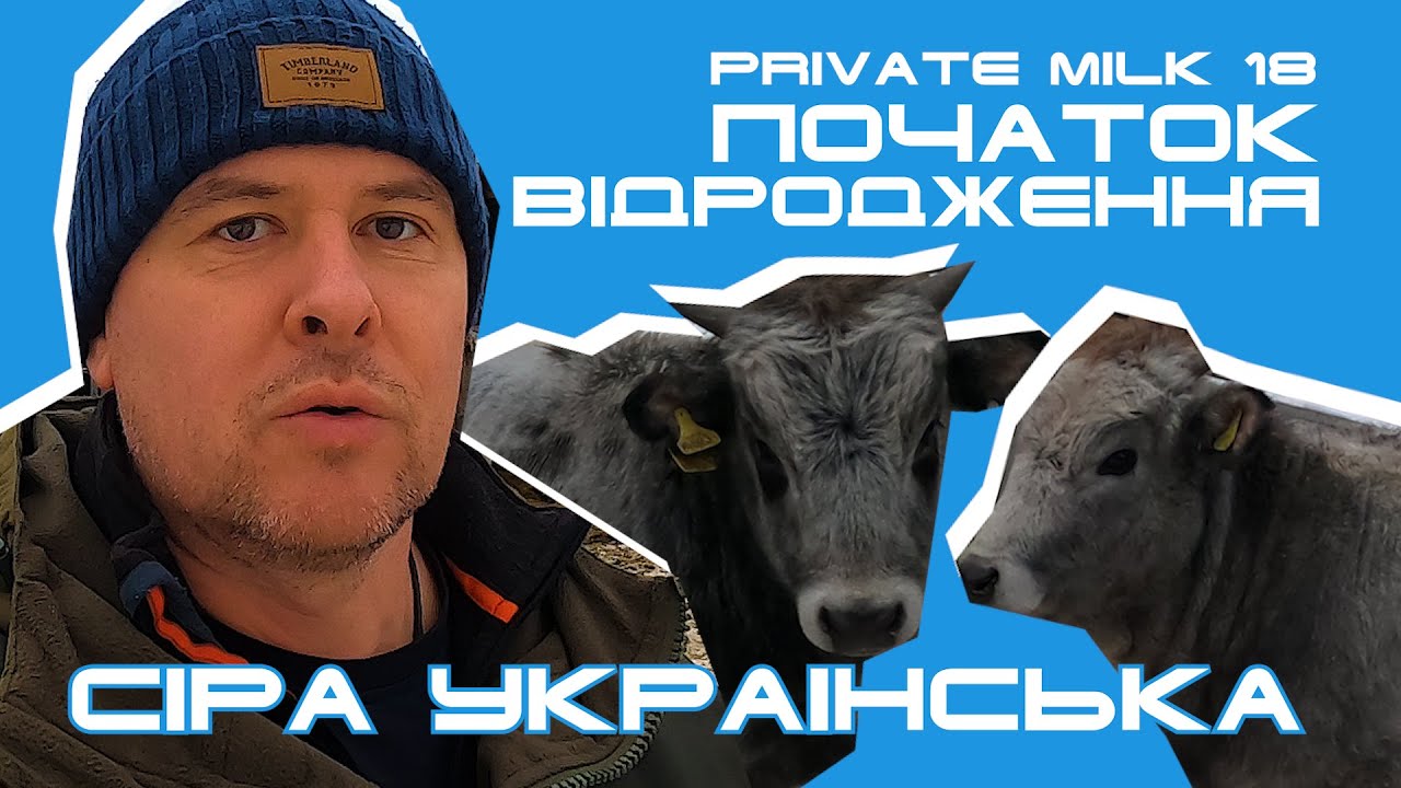 Чумацький шлях. В пошуках сірої української породи | Private Milk | Травецький