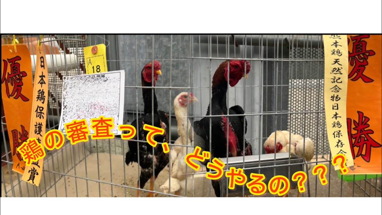 　鶏の品評会の方法