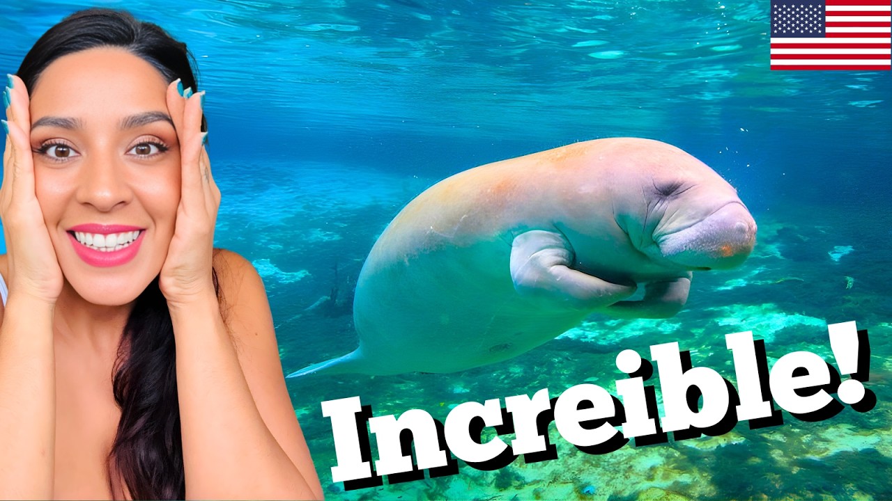 Manatíes en Florida 🇺🇸 GRATIS para toda la familia en Manatee Lagoon