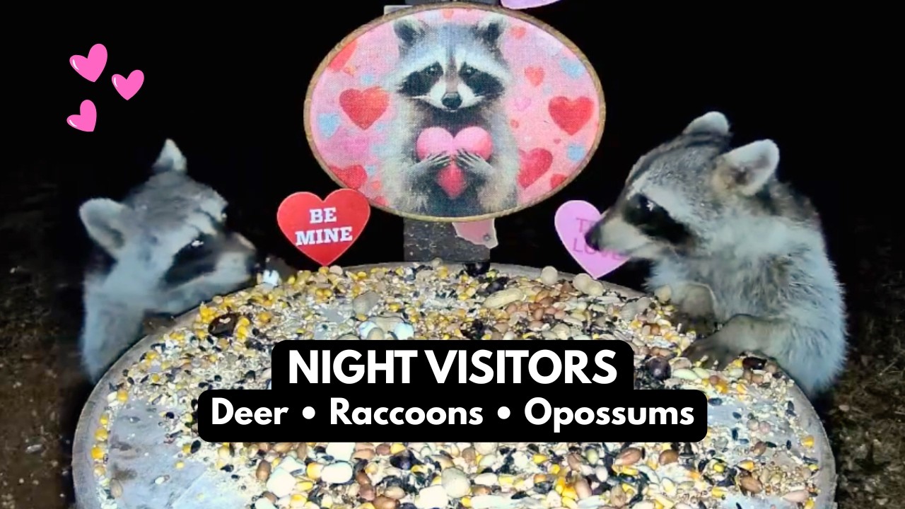 Valentine Deer & Raccoon Cam | East Texas Wildlife Camera & Nature Sounds | Birds Y’all Live 💘