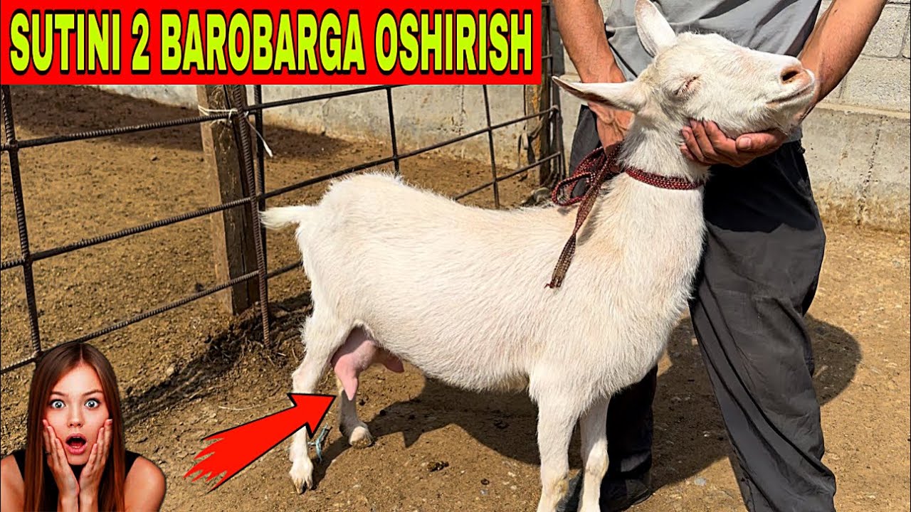 1 LITR SUT BERADIGON ECHKILARNI 3 LITRGA OPCHIQISH SIRLARI