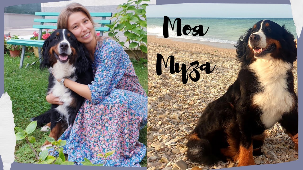 Бернский зенненхунд Муза — новый член нашей семьи ❤️