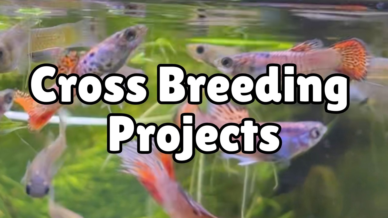 Pink Guppy Cross Breeding Projects