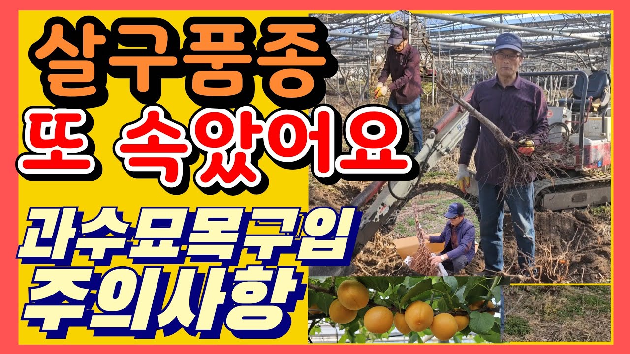 살구품종 또 속았어요 과수묘목 구입시주의사항