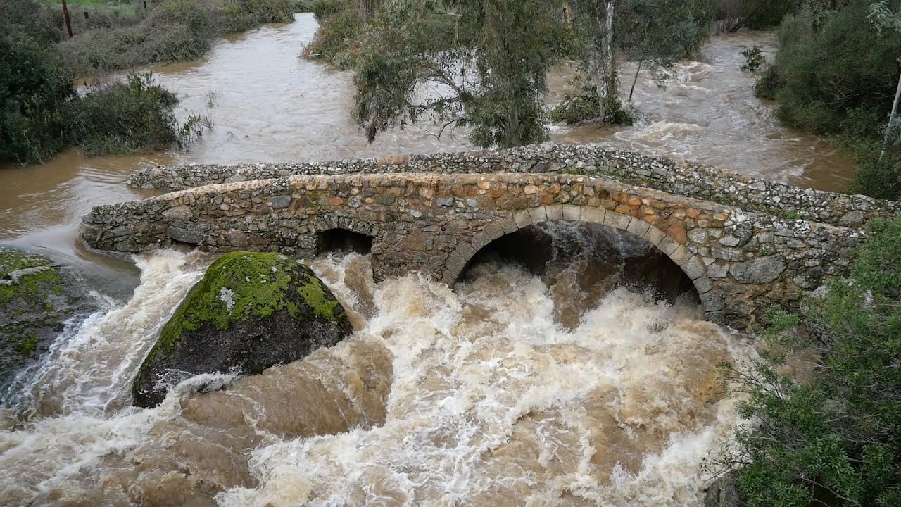 Las circunstancias meteorológicas adversas han provocado la caída de árboles y ramaje
