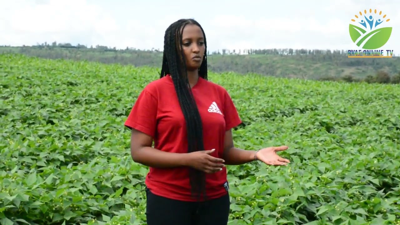 Yahisemo gukora ubuhinzi  bw'imiteja kubera abikunda no  kwiteza imbere #CYUZUZOAnitha
