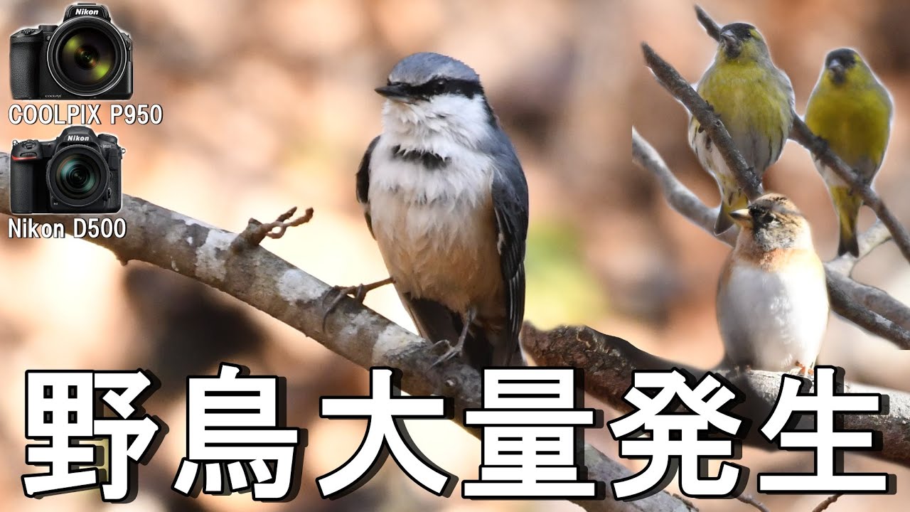 【野鳥撮影】COOLPIX P950で水場をずっと撮ってみた結果...