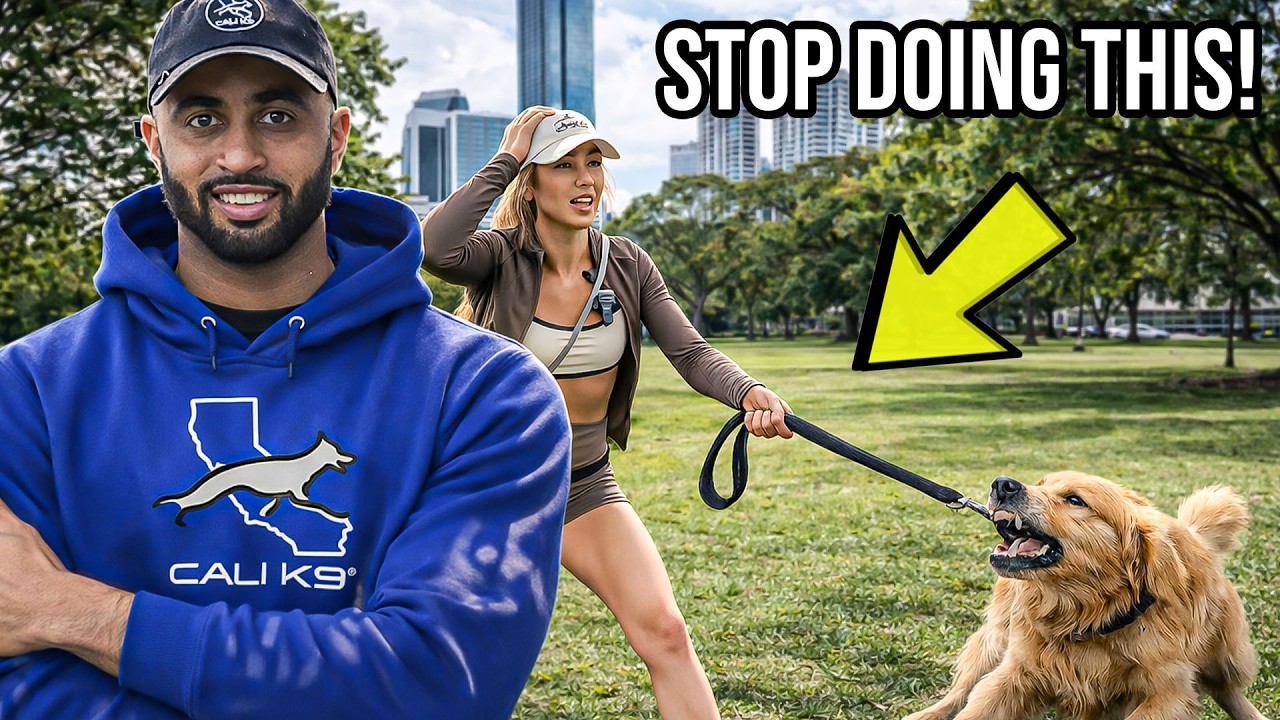 What to Do When a Dog Challenges Its Owner