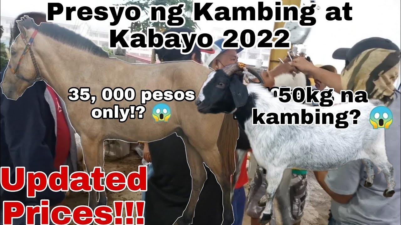 50KILOS NA KAMBING!? | Presyo ng Kabayo | Cattle Trading Capital of the Philippines Padre Garcia