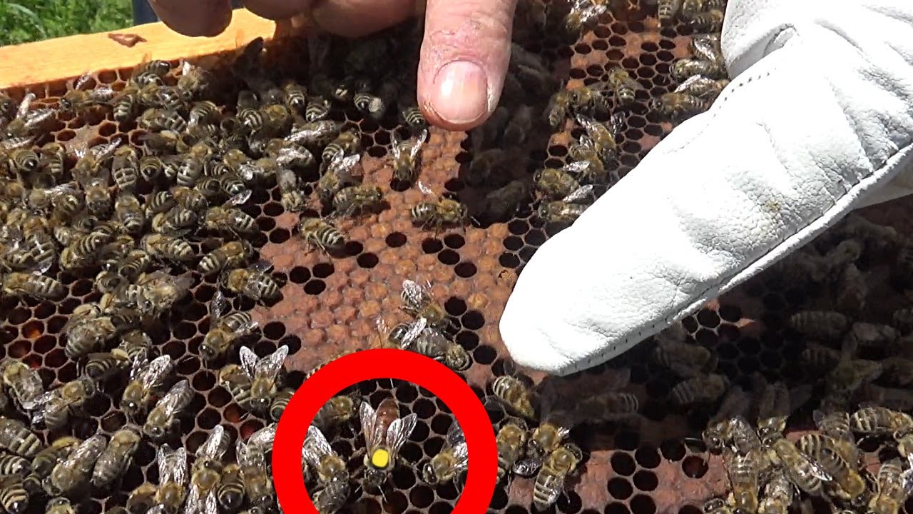 🔴Episodi 35: Ja si mund të shfrytëzoni mbretëreshën e vjetër