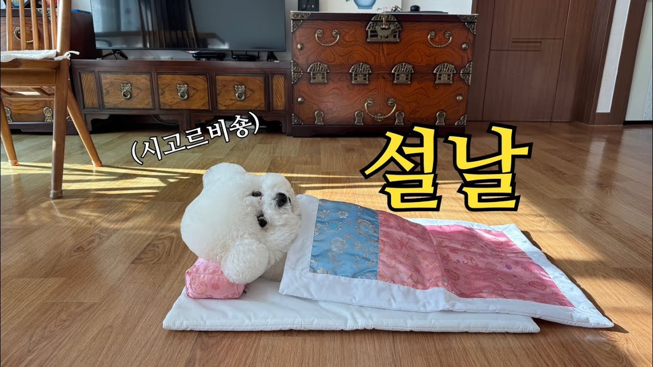 3박4일 시댁에서 설 연휴 보내기(feat.강아지)