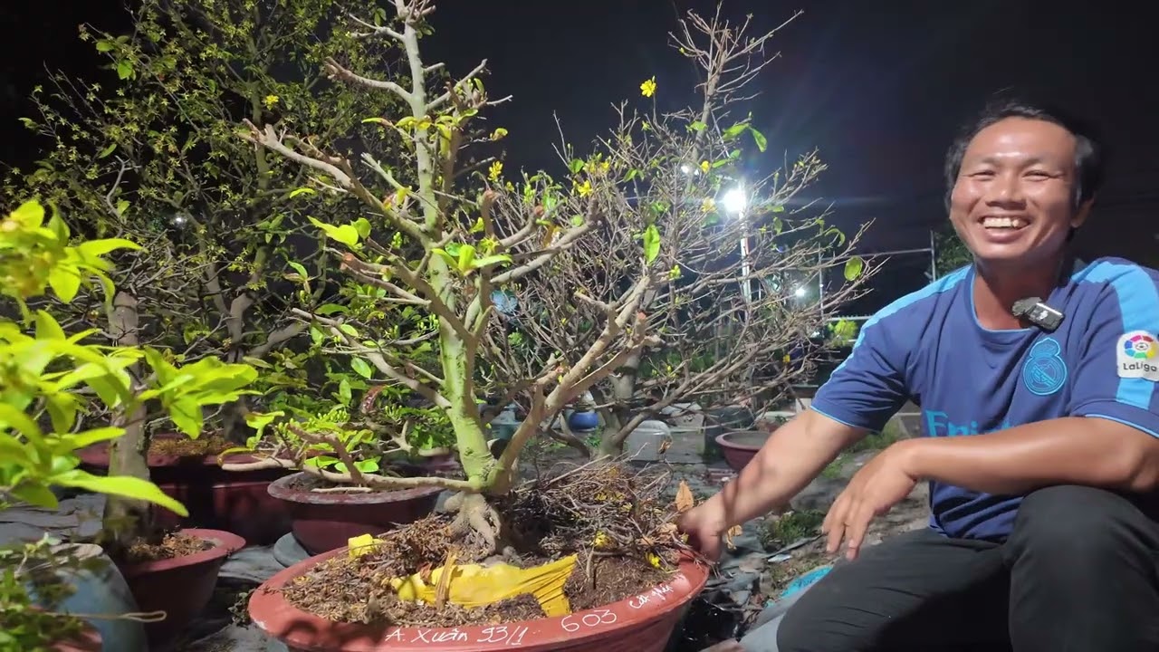 Rễ dừa lót đáy chậu có tốt không? Lộc Tài chia sẻ về mai Tết cắt ghép lại thành phôi phá hết bầu đất