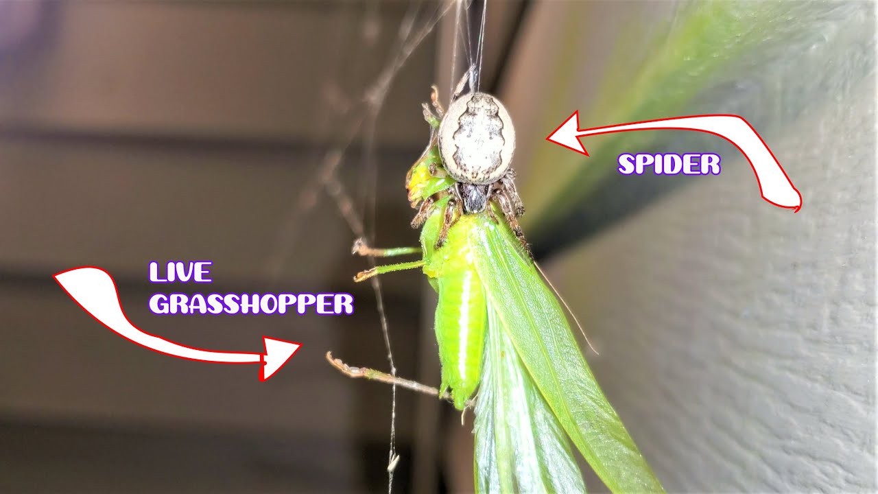 Beautiful Tiny Spider Kills & Eats A Huge Live Grasshopper - Macro Close Up | Watch Till The End