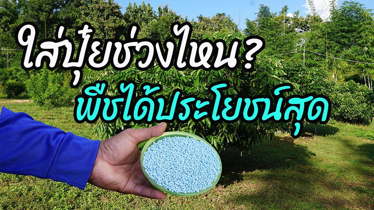 ใส่ปุ๋ยแบบไหน? ช่วงเวลาใด? พืชได้ประโยชน์มากที่สุด