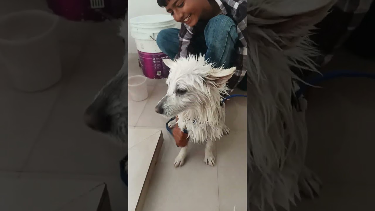 Rubby ਨਹਾਉਂਦੀ ਹੋਈ 🩵♥️💚💕💖💞💓🤍🧡💜🩶💗@DogRubby2025 
