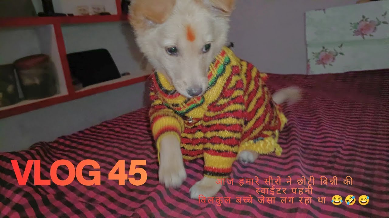 🎬 Vlog 45 | आज हमारे सीसू ने पहनी छोटी बिन्नी की स्वेटर 😅🐶 | घर में मच गया हंसी का तूफ़ान 🤣
