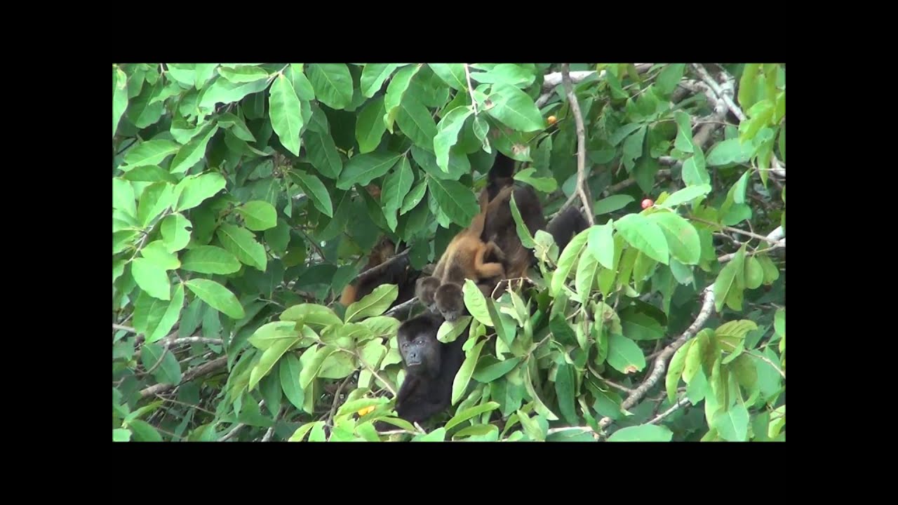 Howler Monkey Feeding Time